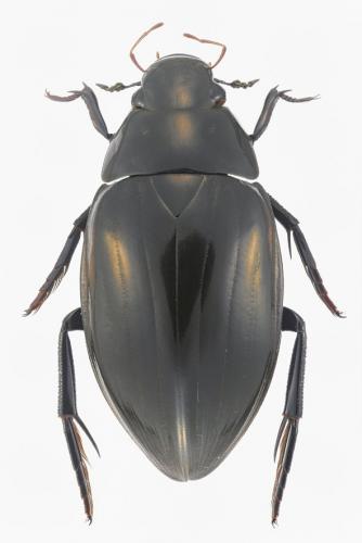 Hydrophilus piceus